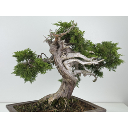 Juniperus sabina -sabina rastrera- A00856 vista 5