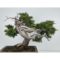 Juniperus sabina -sabina rastrera- A00856 vista 6