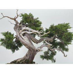 Juniperus sabina -sabina rastrera- A00856 vista 7