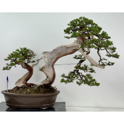 Juniperus sabina -sabina rastrera- A00964
