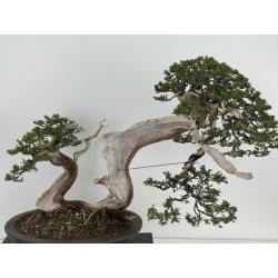 Juniperus sabina -sabina rastrera- A00964 vista 2
