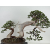 Juniperus sabina A00964 view 2