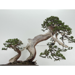 Juniperus sabina -sabina rastrera- A00964 vista 3