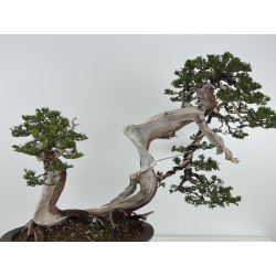 Juniperus sabina -sabina rastrera- A00964 vista 4