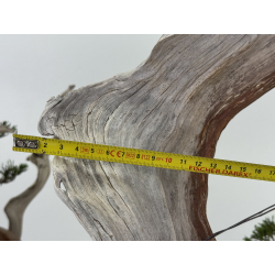 Juniperus sabina A00964 view 5