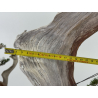Juniperus sabina A00964 view 5