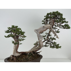 Juniperus sabina A00964 view 6