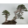 Juniperus sabina -sabina rastrera- A00964 vista 6