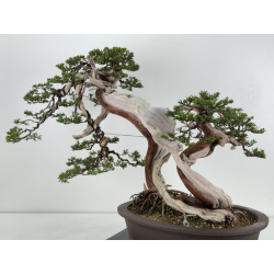 Juniperus sabina -sabina rastrera- A00964 vista 7