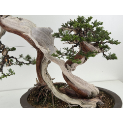Juniperus sabina -sabina rastrera- A00964 vista 8