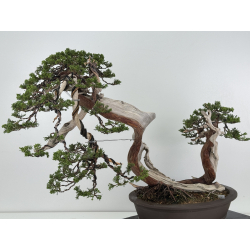 Juniperus sabina -sabina rastrera- A00964 vista 9