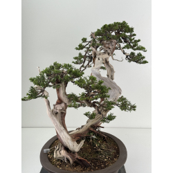 Juniperus sabina -sabina rastrera- A00964 vista 10