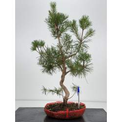Pinus sylvestris -pino s- europeo- I-8115