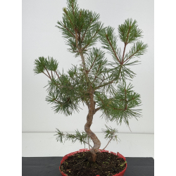 Pinus sylvestris -pino s- europeo- I-8115 vista 2