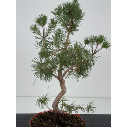 Pinus sylvestris -pino s- europeo- I-8115 vista 3