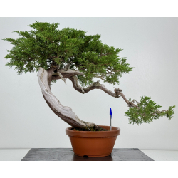 Juniperus sabina -sabina rastrera- A00924
