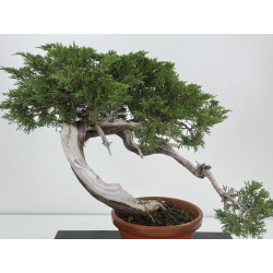 Juniperus sabina -sabina rastrera- A00924 vista 2