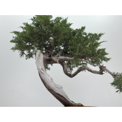 Juniperus sabina A00924 view 3