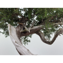 Juniperus sabina A00924 view 4