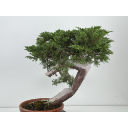 Juniperus sabina -sabina rastrera- A00924 vista 5