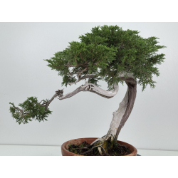 Juniperus sabina -sabina rastrera- A00924 vista 6