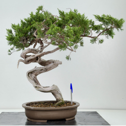 Juniperus sabina -sabina rastrera- A01628
