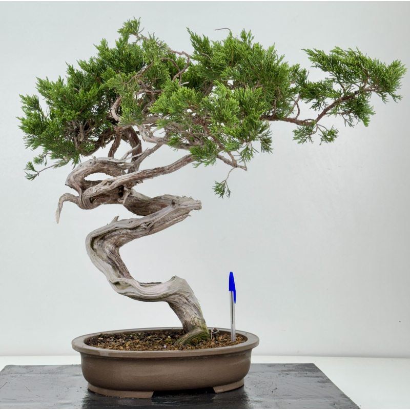 Juniperus sabina -sabina rastrera- A01628 Juniperus sabina -sabina rastrera- A01628