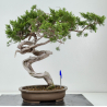 Juniperus sabina -sabina rastrera- A01628