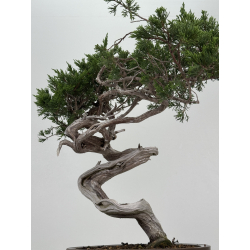 Juniperus sabina -sabina rastrera- A01628 vista 3