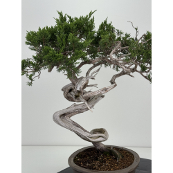 Juniperus sabina -sabina rastrera- A01628 vista 4
