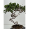 Juniperus sabina -sabina rastrera- A01628 vista 4