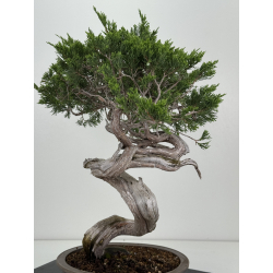 Juniperus sabina -sabina rastrera- A01628 vista 5