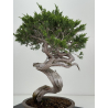 Juniperus sabina -sabina rastrera- A01628 vista 5