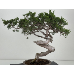 Juniperus sabina -sabina rastrera- A01628 vista 6
