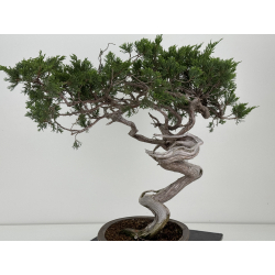 Juniperus sabina -sabina rastrera- A01628 vista 7