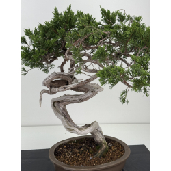 Juniperus sabina -sabina rastrera- A01628 vista 2