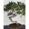 Juniperus sabina -sabina rastrera- A01628 vista 2