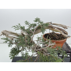Juniperus sabina -sabina rastrera- I-8116 vista 2