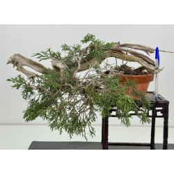 Juniperus sabina -sabina rastrera- I-8116