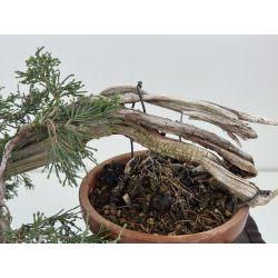 Juniperus sabina -sabina rastrera- I-8116 vista 3