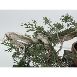 Juniperus sabina -sabina rastrera- I-8116 vista 4