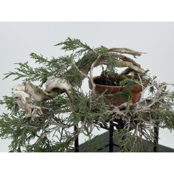 Juniperus sabina -sabina rastrera- I-8116 vista 5