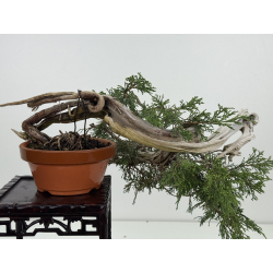 Juniperus sabina -sabina rastrera- I-8116 vista 6