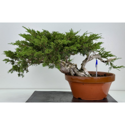 Juniperus sabina -sabina rastrera- A00643
