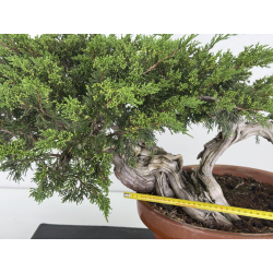 Juniperus sabina -sabina rastrera- A00643 vista 2
