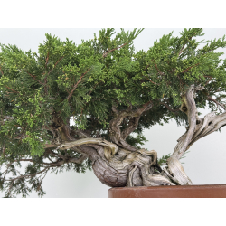 Juniperus sabina -sabina rastrera- A00643 vista 3