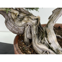 Juniperus sabina -sabina rastrera- A00643 vista 4