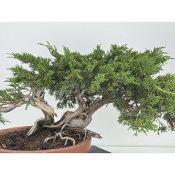 Juniperus sabina -sabina rastrera- A00643 vista 5