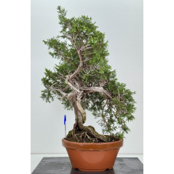 Juniperus sabina -sabina rastrera- A01606