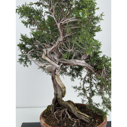 Juniperus sabina -sabina rastrera- A01606 vista 2
